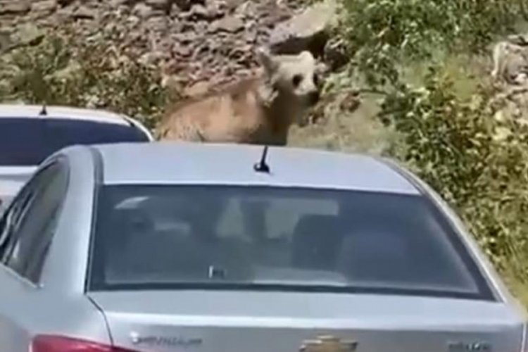 Yol kesip ara&ccedil;ların &uuml;zerine &ccedil;ıktı, vatandaşlar neye uğradığını şaşırdı