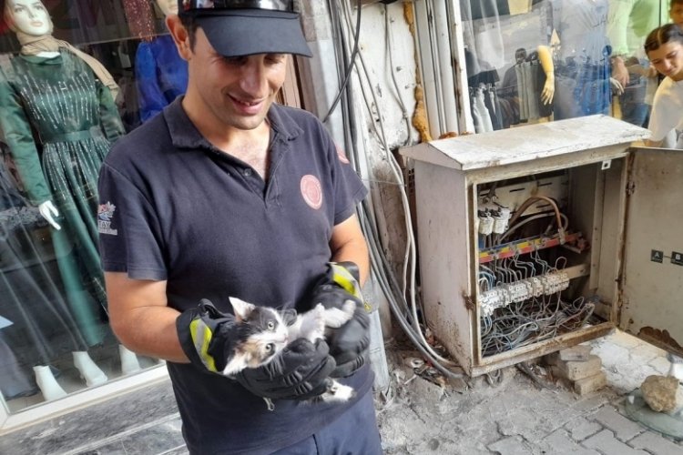Hatay'da yavru kedi elektrik panosuna sıkıştı!