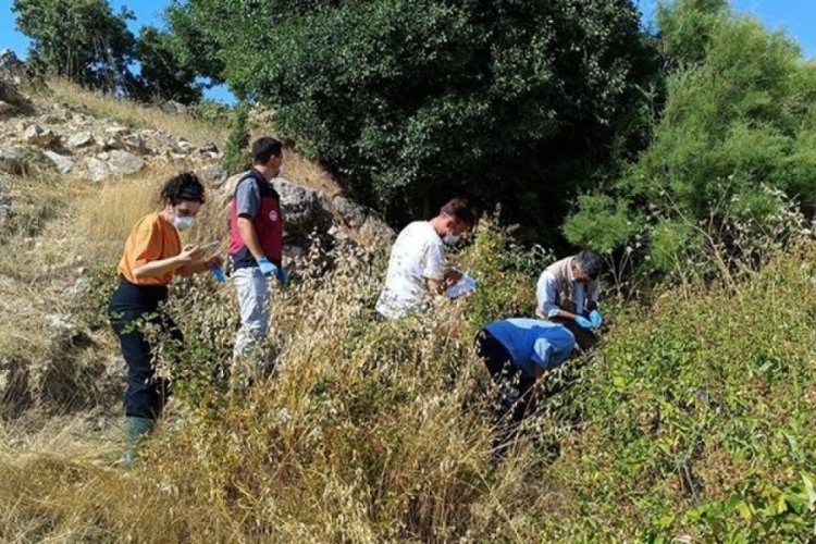 S&uuml;r&uuml; psikolojisi: Tek tek u&ccedil;urumdan atladılar, 43 koyun telef oldu