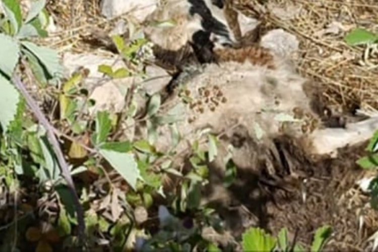 Tunceli'de kurtlar 21 koyunu telef etti!