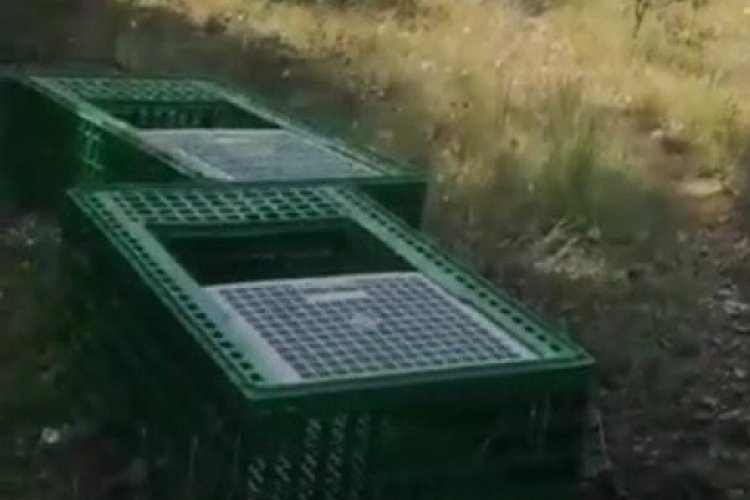 Karab&uuml;k'te kınalı keklikler doğa ile buluştu!