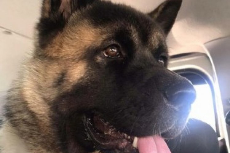 K&ouml;peği tekmeyle &ouml;ld&uuml;ren sanığa 6 bin 720 TL para cezası