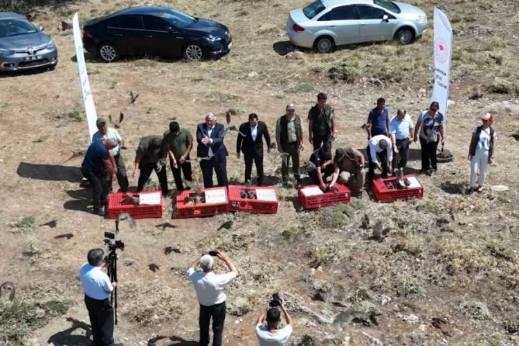 Kırıkkale'de kınalı keklikler! Biyolojik m&uuml;cadele i&ccedil;in doğaya salındı