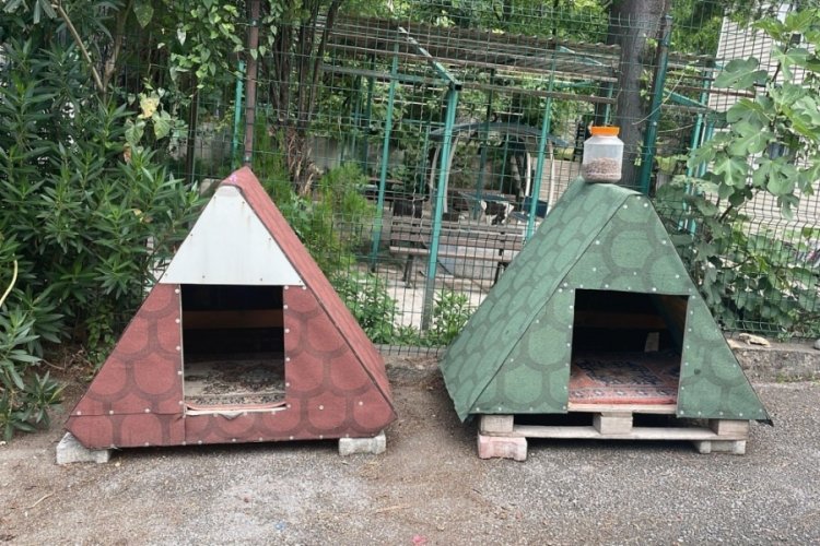Bursa'da yeni doğan bir kedi polis merkezinin maskotu oldu