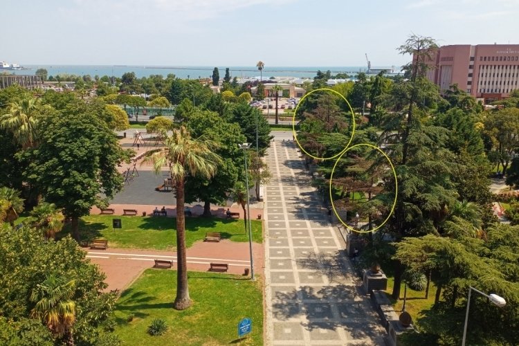 Samsun'da yarım asırlık ağaçlar kurudu!