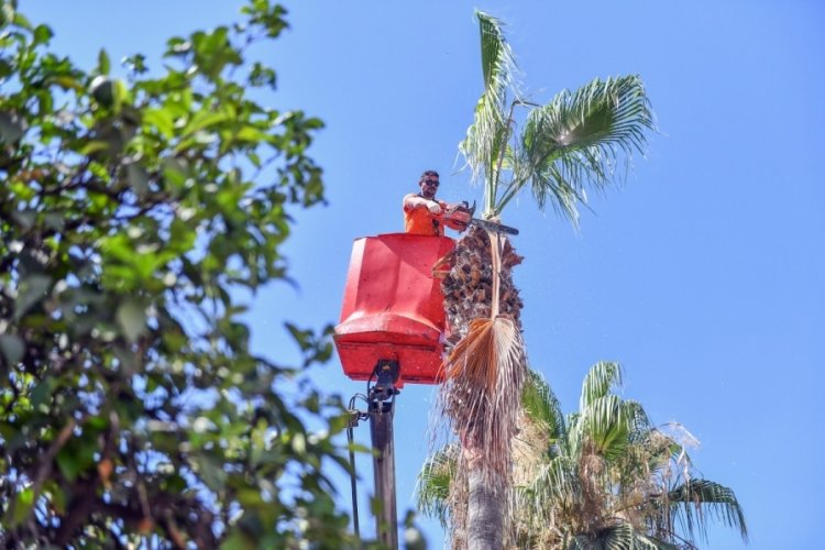 Mersin'de palmiye ağa&ccedil;ları estetik g&ouml;r&uuml;n&uuml;m&uuml;ne kavuşuyor