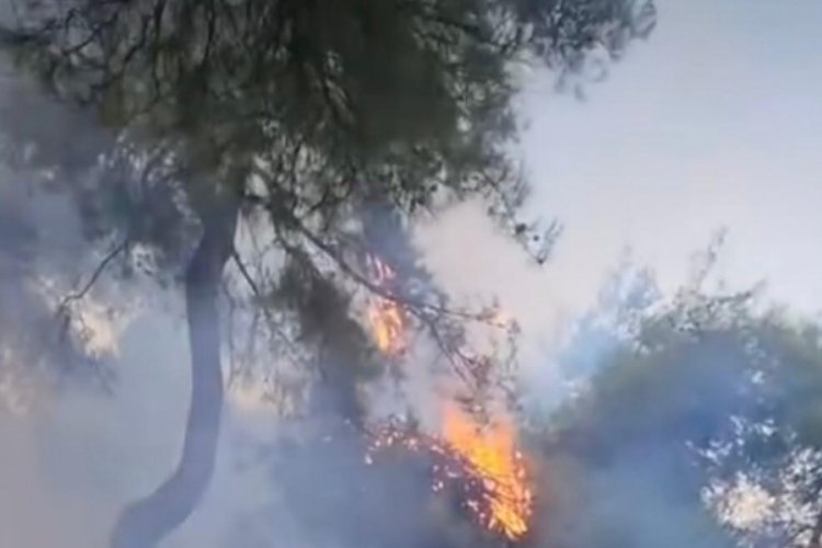 Bursa Ovaak&ccedil;a'da orman yangını!
