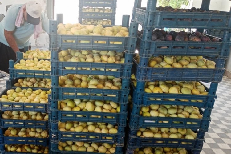 Mersin'de incir hasadı başladı