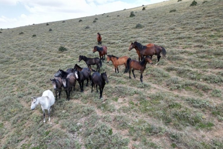 Afyonkarahisar'da a&ccedil; kalan yılkı atları dron ile anbean g&ouml;r&uuml;nt&uuml;lendi