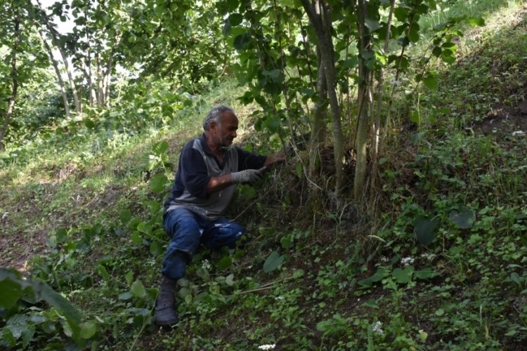 Sakarya'da kaliteli &uuml;r&uuml;n i&ccedil;in fındık bah&ccedil;eleri temizlendi