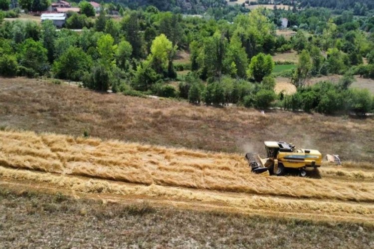 Kastamonu'da 'Hitit buğdayı' hasadı başladı