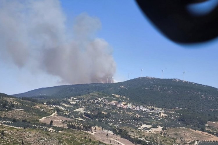 Manisa'da orman yangını