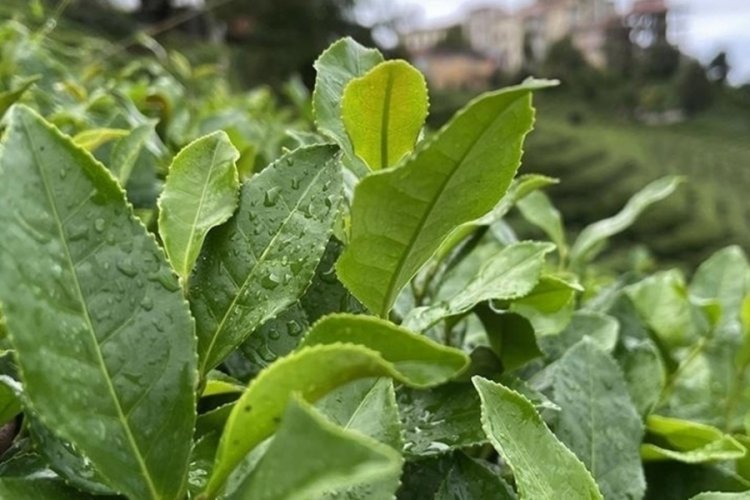 &Ccedil;AYKUR'un yaş &ccedil;ay alımında kontenjan d&uuml;ş&uuml;r&uuml;ld&uuml;