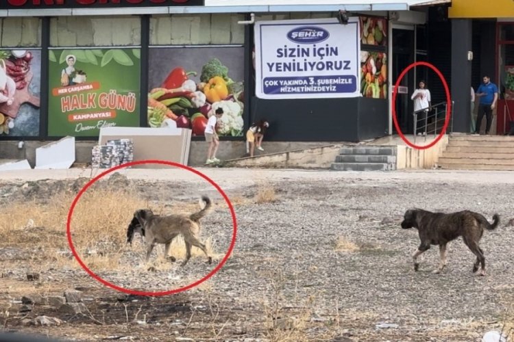 Diyarbakır'da başıboş sokak k&ouml;pekleri telef ettiği kediyi yemek i&ccedil;in yer aradı