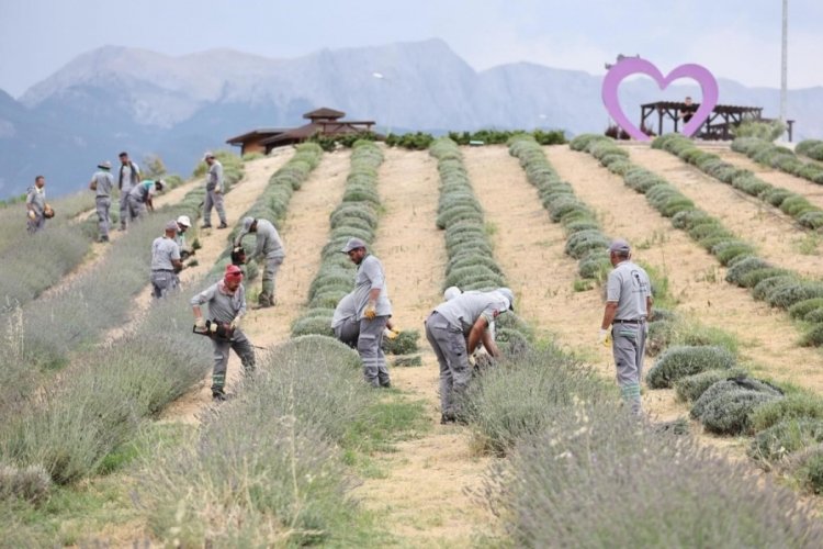Denizli'de lavanta bah&ccedil;esi g&ouml;rsel ş&ouml;len i&ccedil;in hazırlanıyor