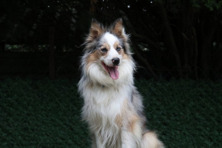 Bursa'da işitme engelli k&ouml;pek "Modlie" işaret komutlarıyla hareket ediyor