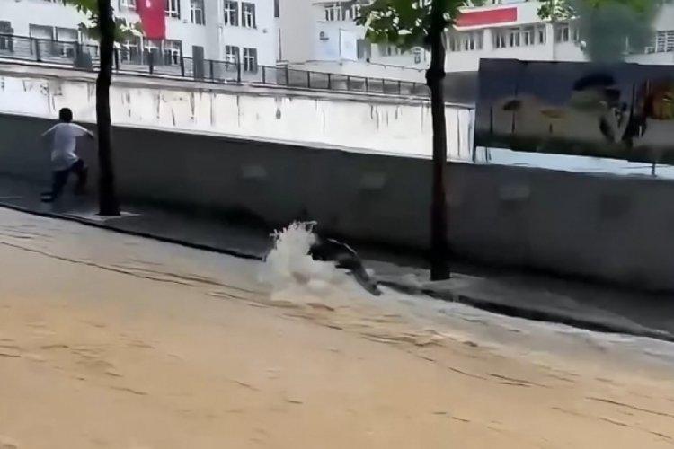 G&uuml;m&uuml;şhane'de sel sularıyla coşan derede cansız ayı g&ouml;r&uuml;nt&uuml;lere takıldı