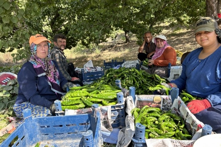 Kavurucu sıcakta en acı hasat