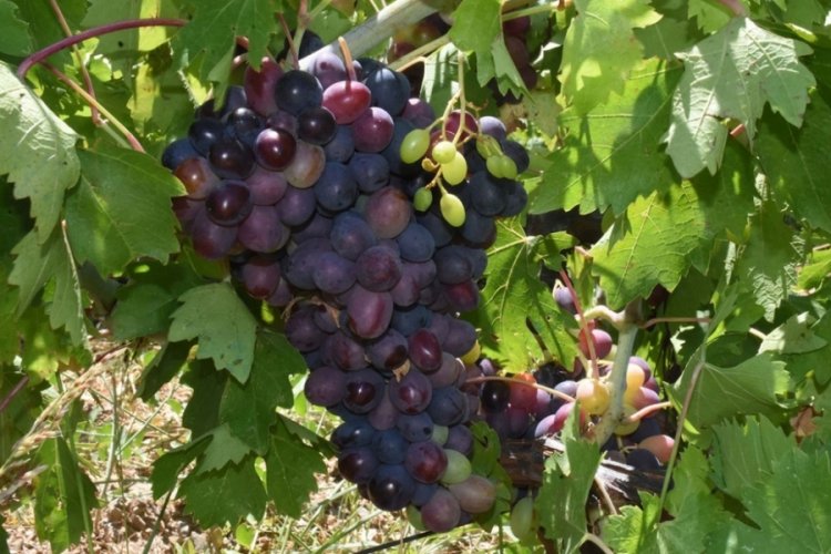 Kavacık &uuml;z&uuml;m&uuml;, sıcak hava nedeniyle 20 g&uuml;n erken hasat edilecek