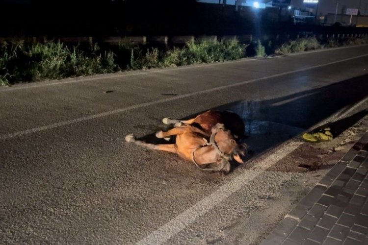 Bursa'da karşısına &ccedil;ıkan başıboş ata &ccedil;arpıp ka&ccedil;tı