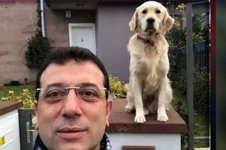 İBB Başkanı İmamoğlu sıraladı: Sokak hayvanlarıyla ilgili yasa neden uygulanamaz?
