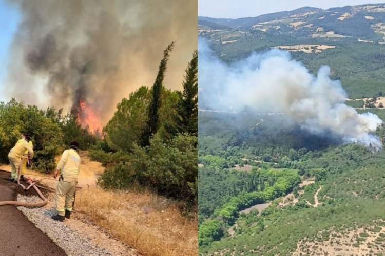 Balıkesir ve İzmir'de orman yangınları