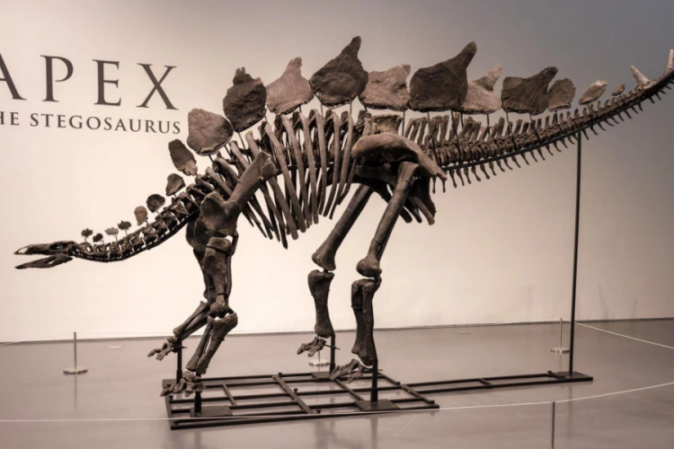 New York'ta b&uuml;y&uuml;k bir dinozor iskeleti rekor fiyata satıldı