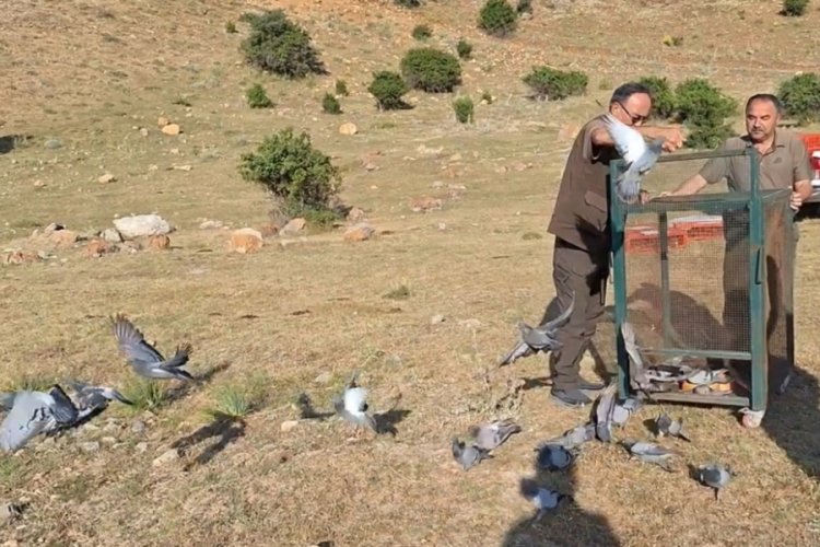 Kayseri'de sağlığına kavuşan güvercinler doğada özgürlüğün yolunu tuttular!