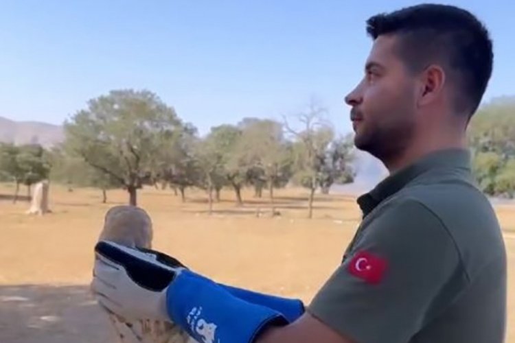 Şırnak'ta "pe&ccedil;eli baykuş" doğada &ouml;zg&uuml;rl&uuml;ğ&uuml;ne kavuştu