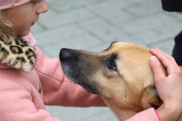 Rusya Anayasa Mahkemesi: Sadece insanlara direkt tehdit oluşturuyorlarsa &ouml;tanazi yapılabilir