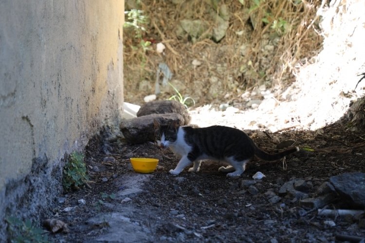 Hatay'da 'kahraman' kedi adının hakkını verdi: eve girmeye &ccedil;alışan yılanı &ouml;ld&uuml;rd&uuml;!