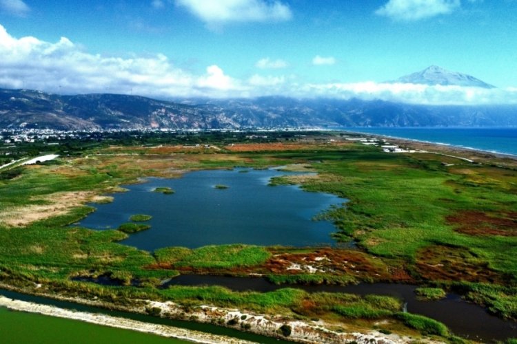 Hatay'da kuş cenneti renkli g&ouml;&ccedil;men kuşlara ev sahipliği yapıyor