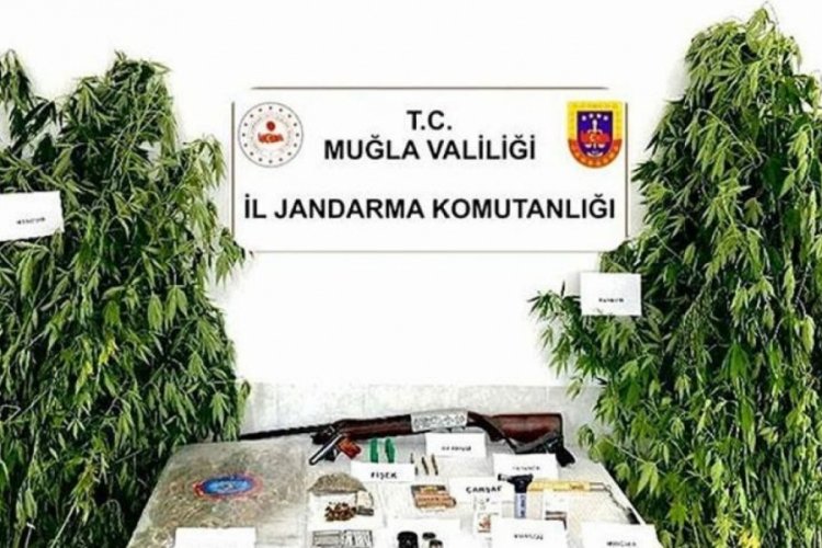 Muğla'da 250 k&ouml;k hintkeneviri ve yarım kilo kubar esrar ele ge&ccedil;irildi