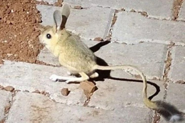 Kırmızı listede bulunuyor: Adıyaman'da g&ouml;r&uuml;ld&uuml;