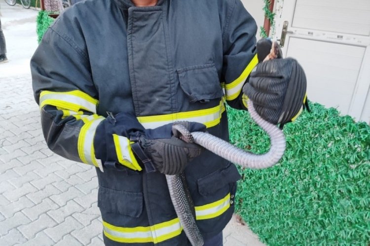 Depremzedelerin yaşadığı konteynıra giren yılan itfaiye ekipleri tarafından yakalandı