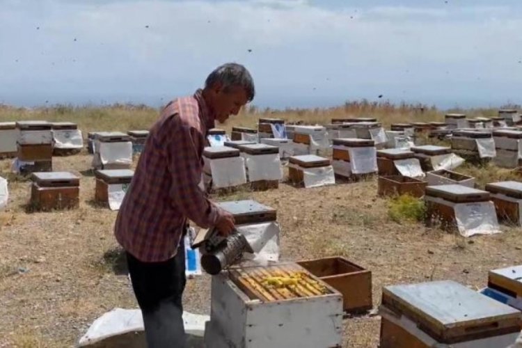 Bitlis'te T&uuml;rkiye'nin y&uuml;ksek rakımlı 3'&uuml;nc&uuml; dağında bal sağımına başlandı!