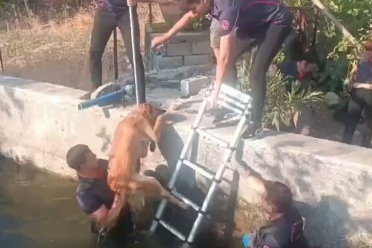 Kahramanmaraş'ta havuza d&uuml;şen k&ouml;peği itfaiye kurtardı!