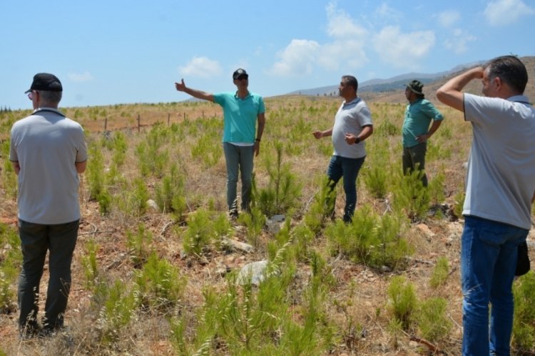Mersin'de anız yangınlarında yanan sahalara dikilen fidanlar b&uuml;y&uuml;yor