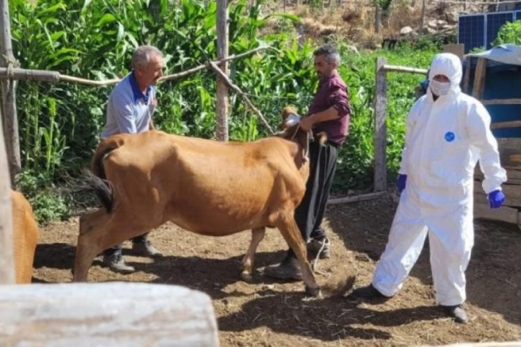 Kentte şarbon alarmı! Giriş &ccedil;ıkışlar yasaklandı