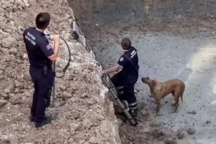 Bursa'da talihsiz k&ouml;peğin imdadına itfaiye koştu!