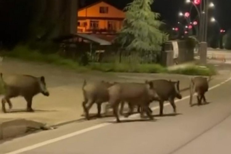 Rize'de yiyecek arayan domuzlar yaşam alanına indi