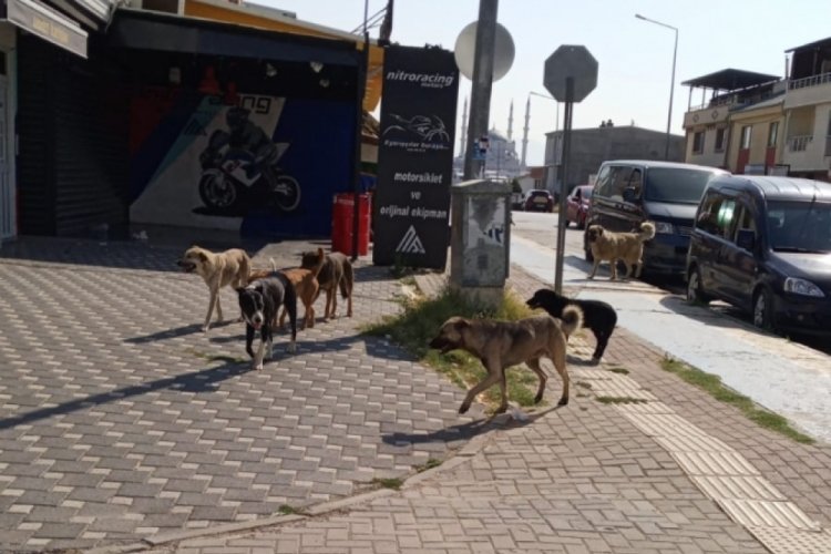 Bursa'da şikayetler devam ediyor! Sahipsiz sokak hayvanları korku veriyor
