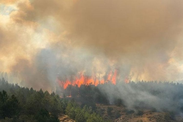 Kastamonu'da orman yangını