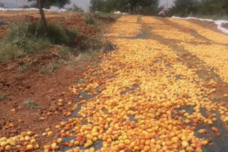 Elazığ'da kayısı hasatı:Domuz sürüsü istilasına uğradı!