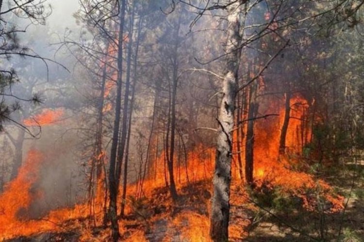 Karab&uuml;k'te orman yangını! Alevler yayılmaya başladı