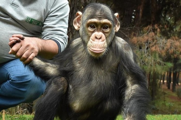 Bilim insanları keşfetti! Şempanzeler insan gibi sohbet ediyor