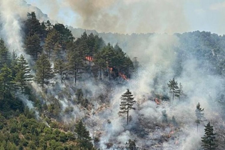 Adana'da orman yangını! Karadan ve havadan &ccedil;alışma başlatıldı