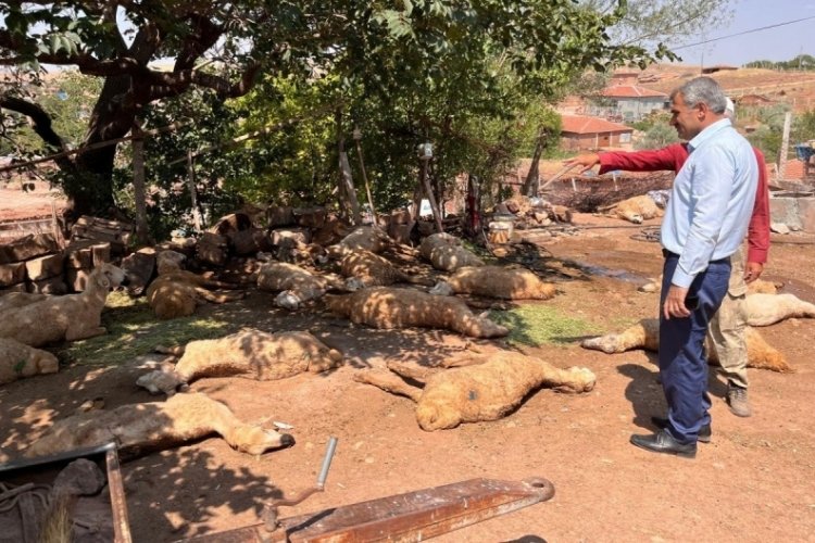 Kırşehir'de i&ccedil;tikleri sudan zehirlenen 60 k&uuml;&ccedil;&uuml;kbaş telef oldu