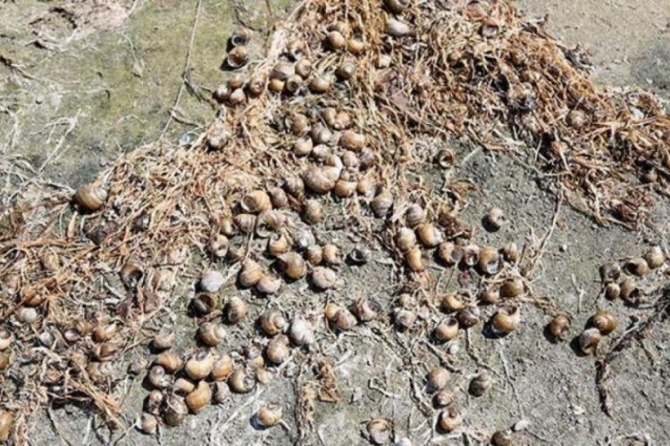 Eğirdir g&ouml;l&uuml;nde binlerce &ouml;l&uuml; kabuklu su canlısı kıyıda g&ouml;r&uuml;ld&uuml;