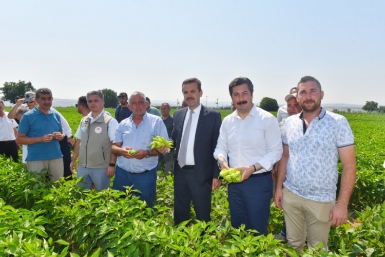 Yenişehir'de tescilli biberin hasadı başladı! 